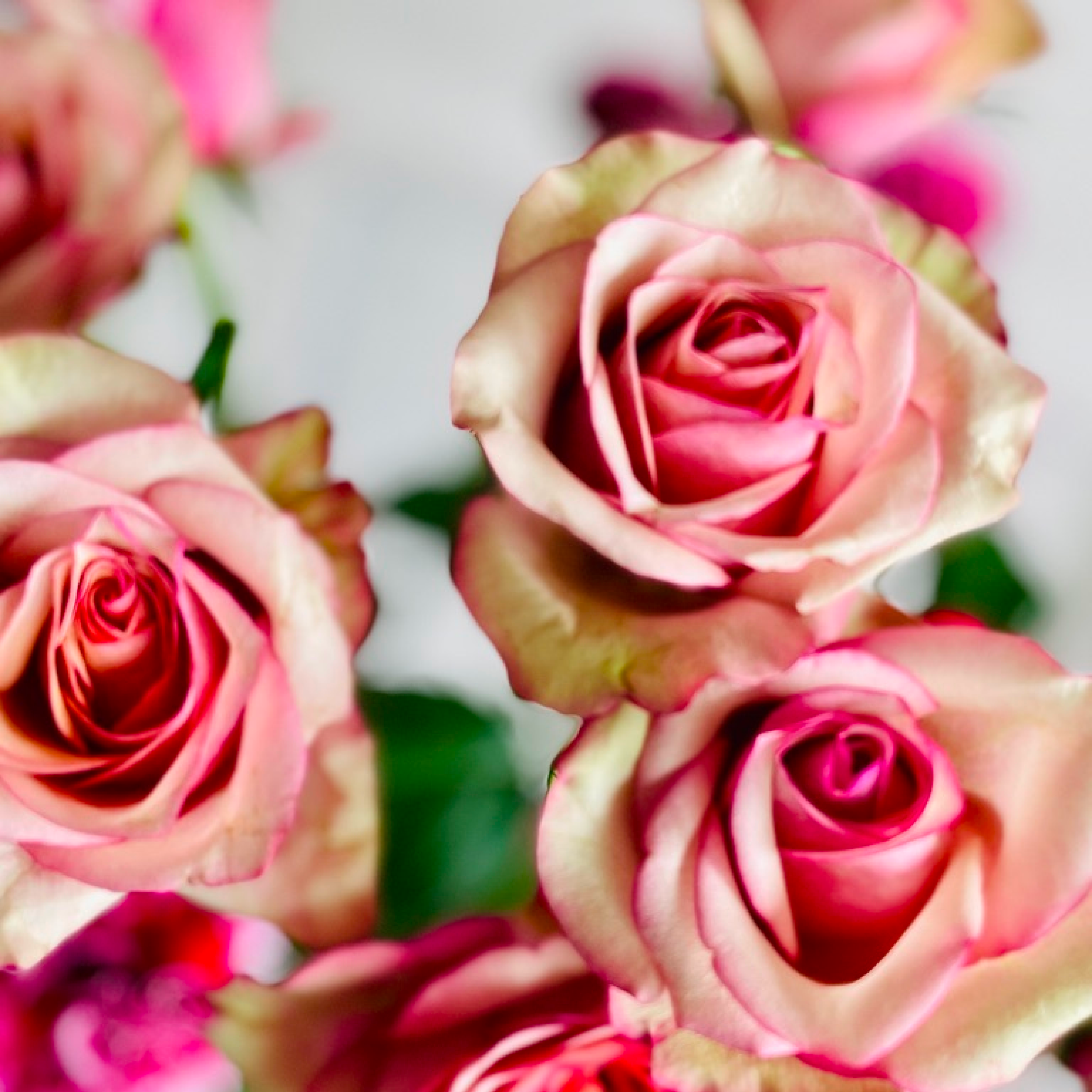 QUEEN OF ROSES